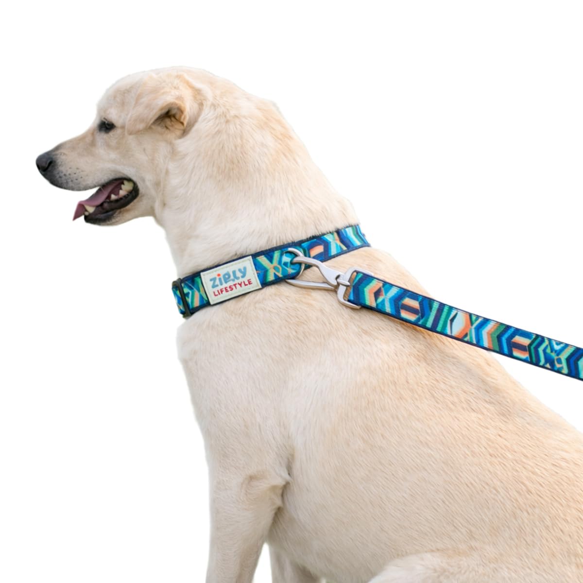 Zigly Tropical Tide Adjustable Dog Collar For Small Dogs | Durable Polyester Pet Collar With Secure Metal DRing | Comfortable E