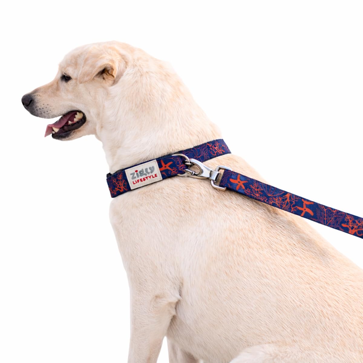 Zigly Lifestyle Tropical Blaze Adjustable Dog Collar For Small Dogs | Durable Polyester Pet Collar With Secure Metal DRing | Co