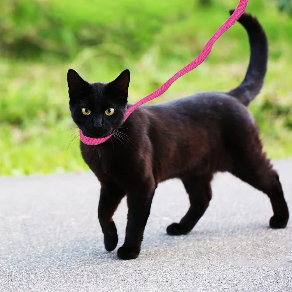 Litewoo 6 Packs Slip Lead Dog Leash, Durable And Comfortable For Cats, Dogs And Other Small Animals