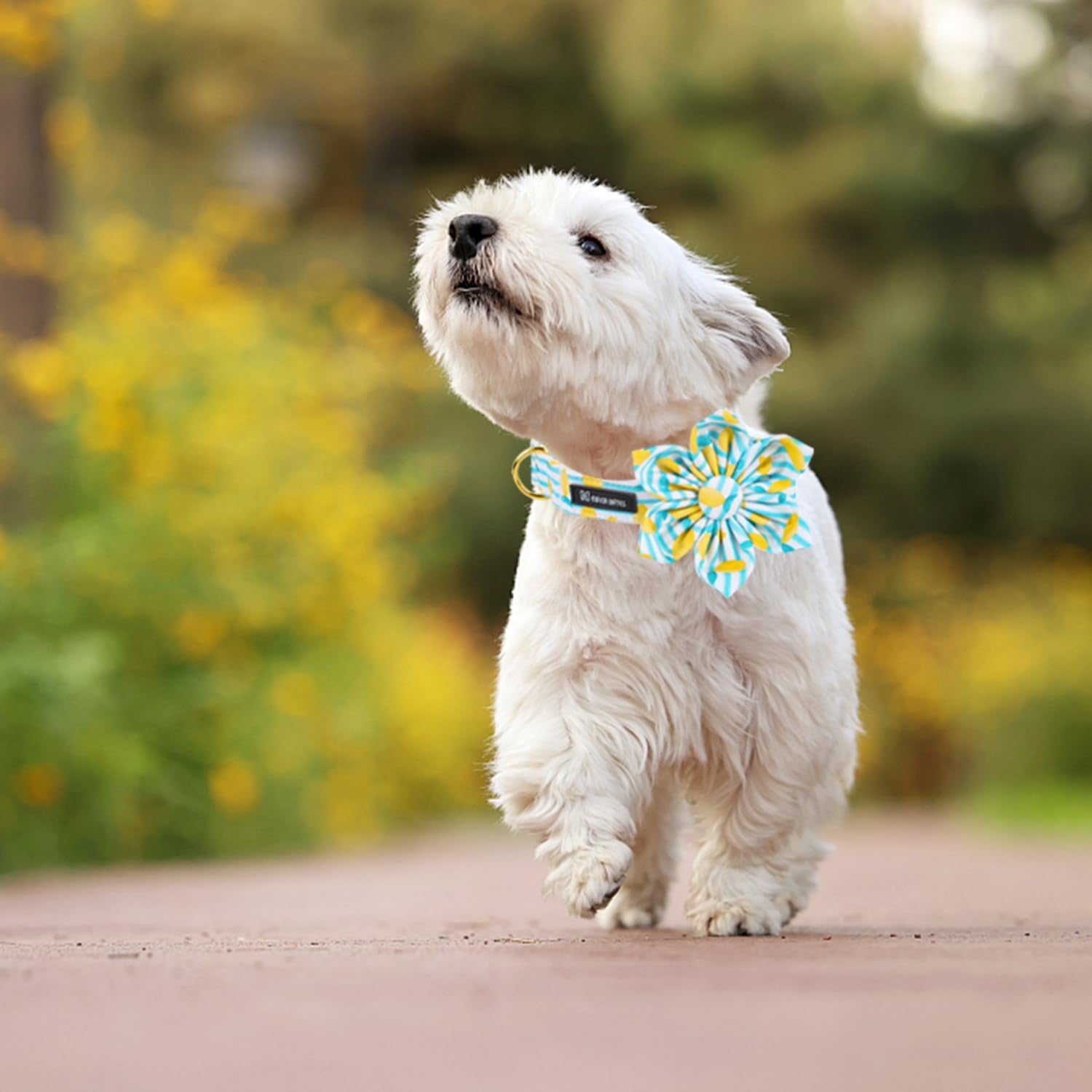 Maca Bates Flower Summer Lemon Dog Collar With Flowers For Dogs Adjustable Breakaway Bloom Cute Collars Accessories Birthday Gif
