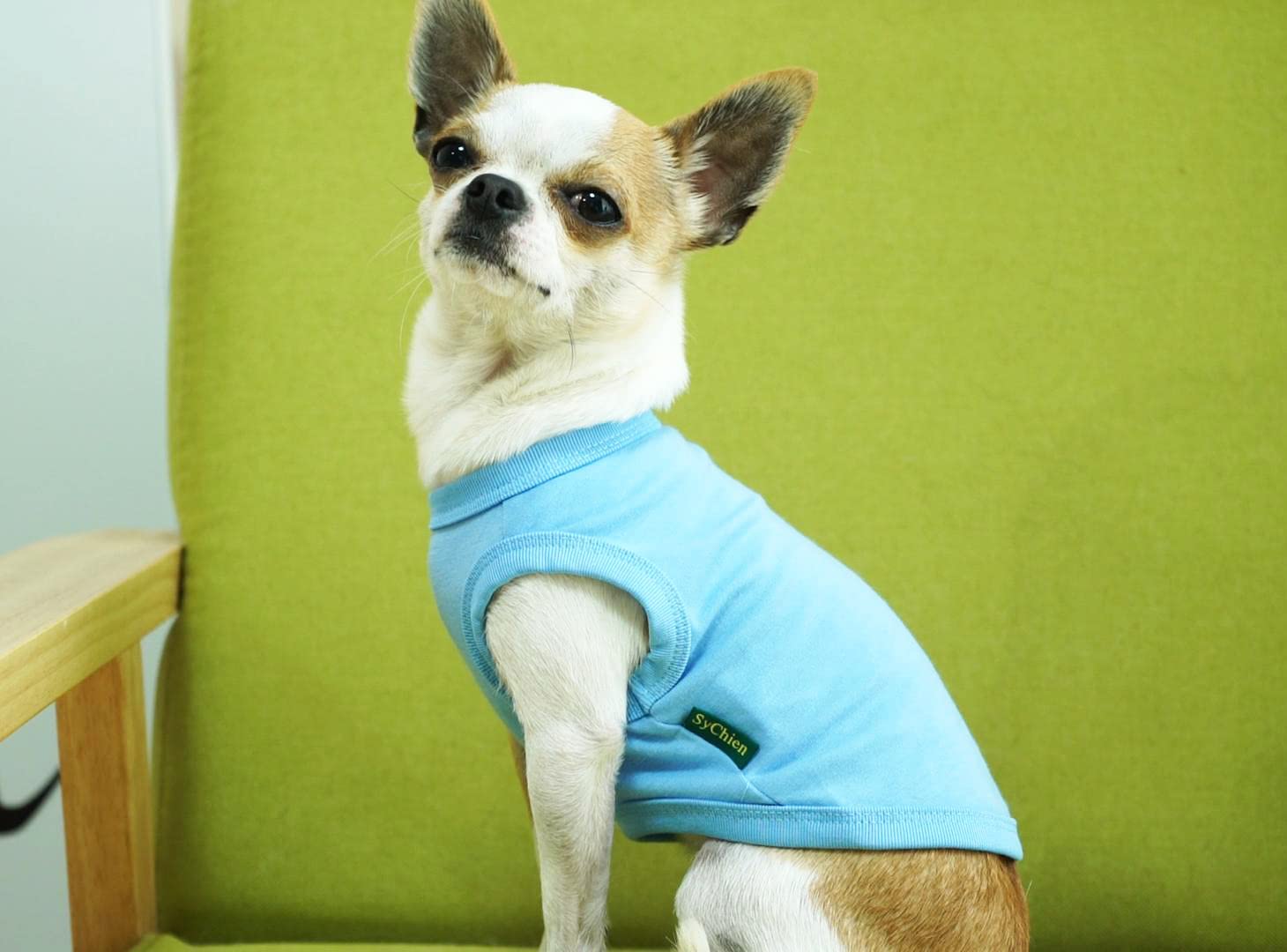 Sychien Dog Blank Blue Shirt,Boy Girl Dogs Medium Tee Shirts,Plain French Bulldog T-Shirt,M Blue Royal