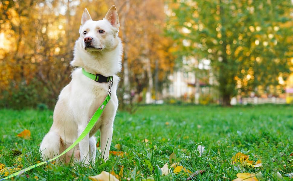 Penseepet Basic Dog Leashes 6 Ft Padded Handle Nylon Dogs Leashes For Large Dogs Green