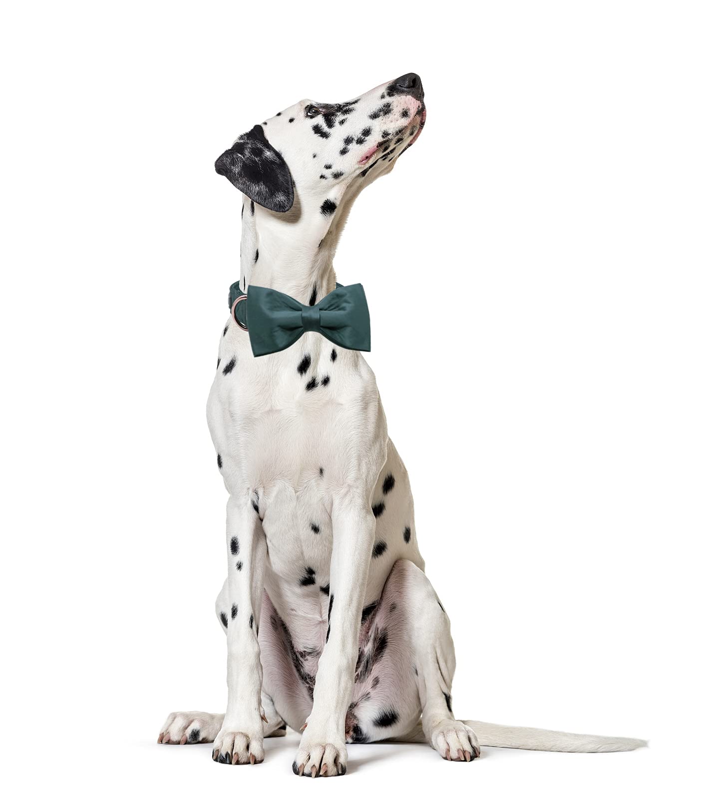 Lionet Paws Bowtie Dog Collar - Comfortable Silk Christmas Dog Collar With Detachable Bow Tie For Xlarge Dogs, Neck 16-26 Inches