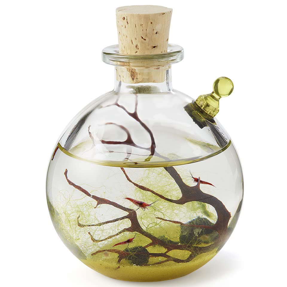 Shrimp Bubble Glass Self-Sustaining Ecosystem