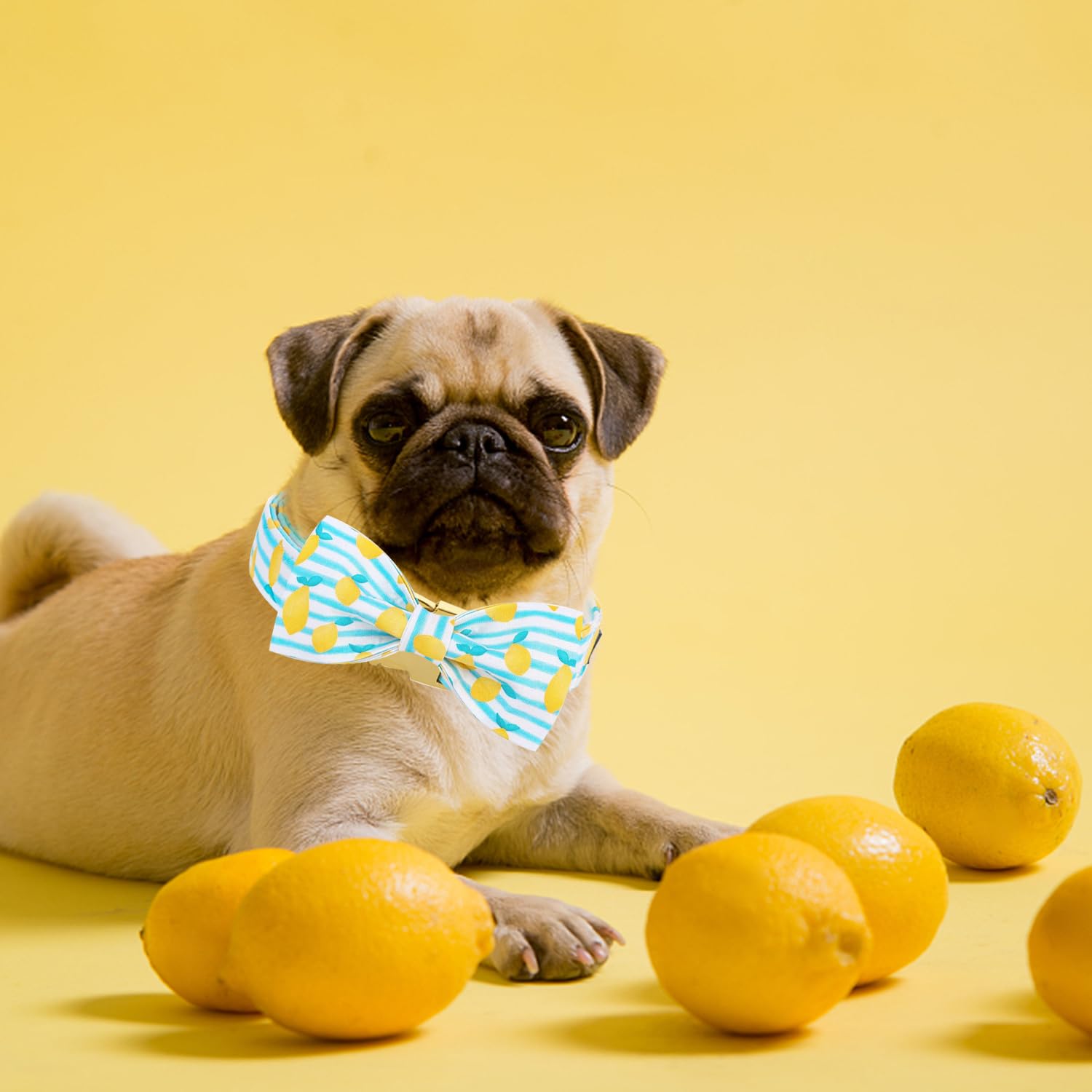Maca Bates Summer Lemon Dog Collar With Bow Bowtie For Dogs Adjustable Breakaway Bows Tie Collars Accessories Birthday Gift For