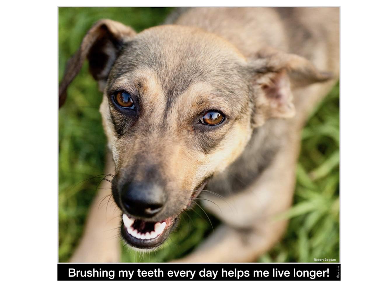 Brush My Teeth Big Dog Toothbrush, Rounded Brush Head with Soft Flexible Bristles for Safe and Gentle Brushing for Dogs, Any Lar