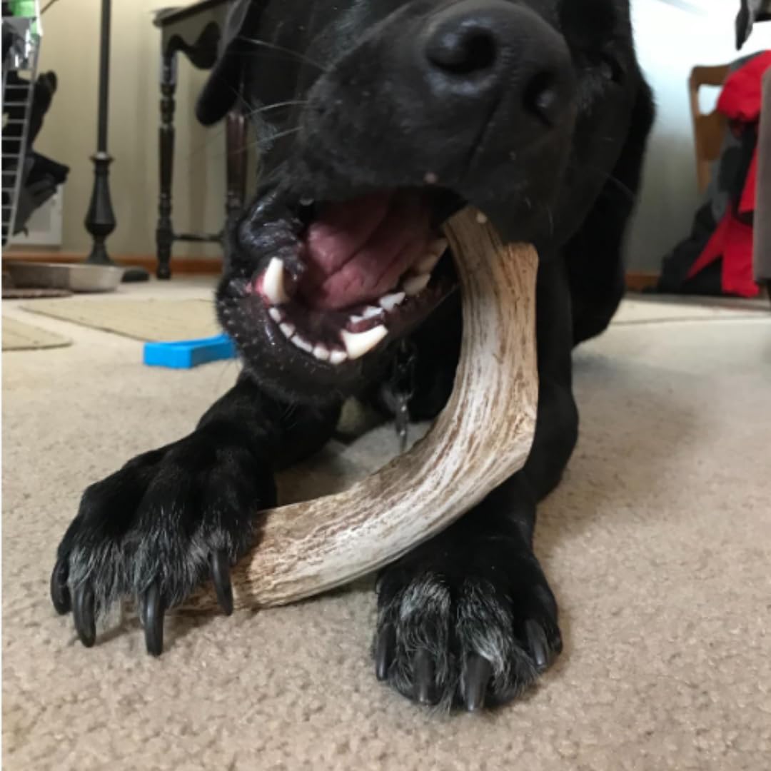 WhiteTail Naturals - Deer Antlers for Large Dogs - (1 Pack - Extra Large) - All Natural Dog Antler- Naturally Shed, Long Lasting