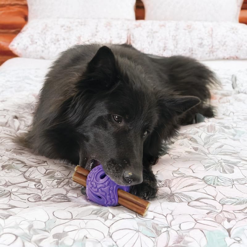 KONG Squeezz Flex Ball – Interactive Dog Toy, Medium/Large, Purple, Thermoplastic Rubber, Holds Treats & Chews, Model PCF21