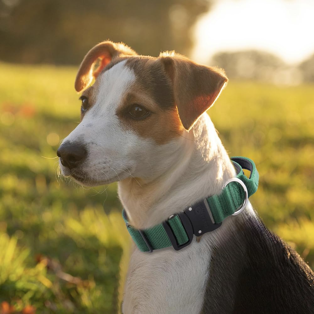 TSPRO Premium Dog Collar - Heavy Duty Nylon, Adjustable Size M (14.5"-18"), Quick-Release Metal Buckle, Purple