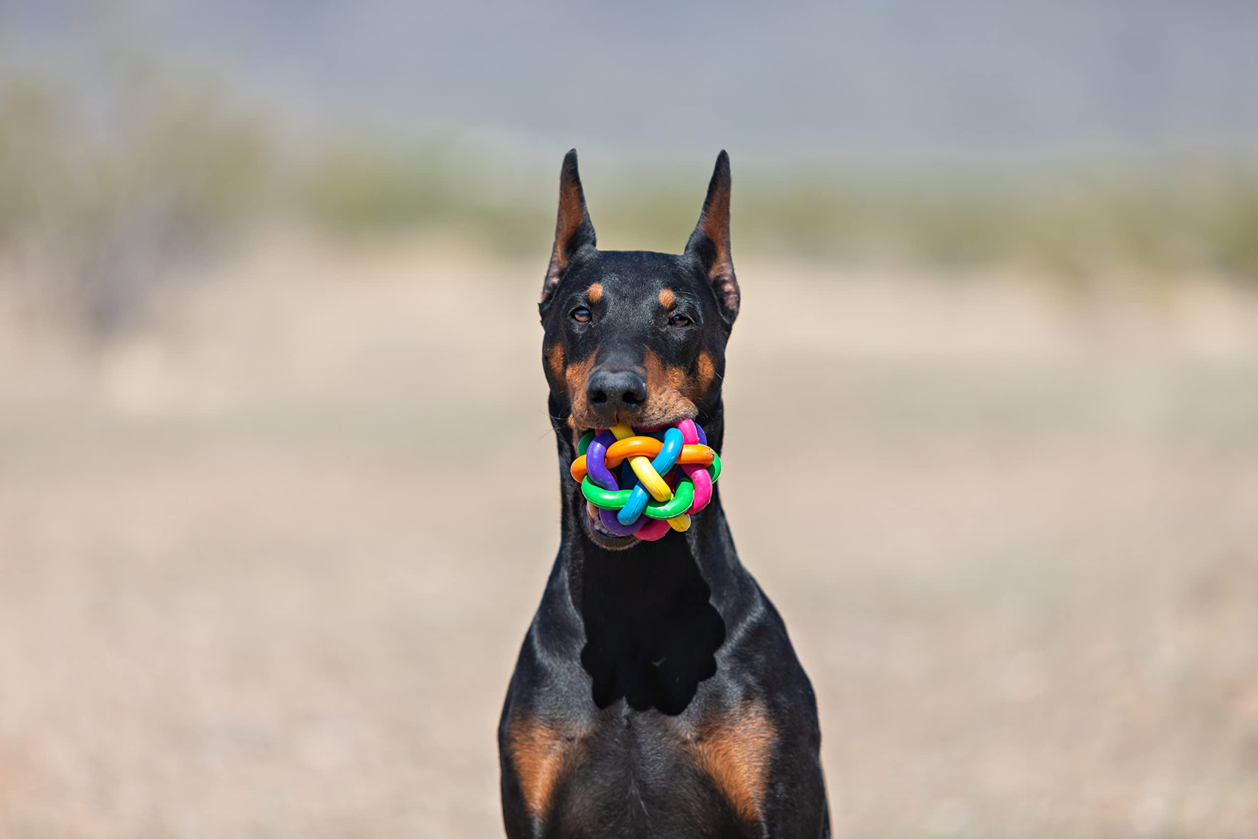Multi Pet Nobbly Wobbly Dog Rubber Ball-Medium, For Small Breeds