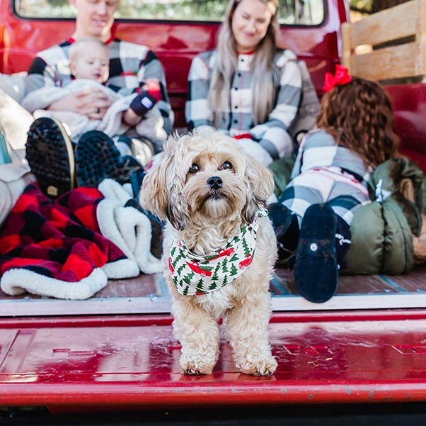 Lazy One Reversible Dog Bandana, Cute Accessories For Pets, Truck,Tree (X-Small/Small, Tailgate)