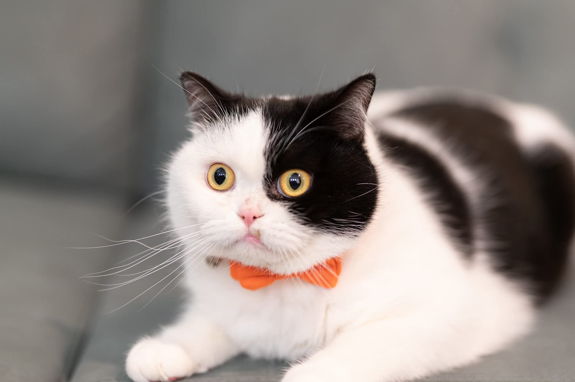 Gyapet Cat Collar With Bell Breakaway Kitten Small Puppy Safety Bow Tie Solid Wedding Basic Color [1Pc] Cream