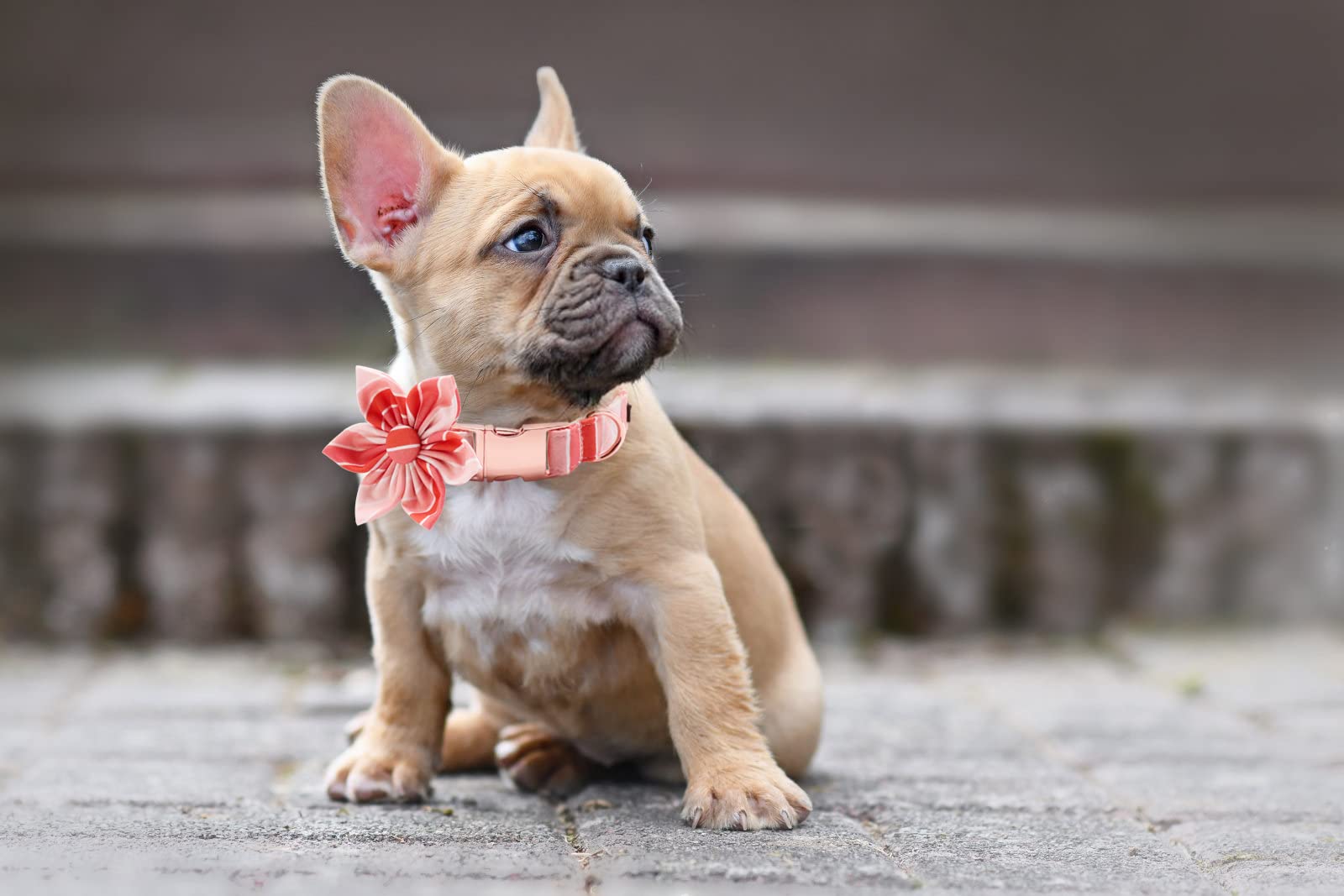 Lionet Paws Dog Collar With Flower, Soft And Comfortable, Adjustable Collar For X-Large Dogs Girl, Neck 16-26 Inches