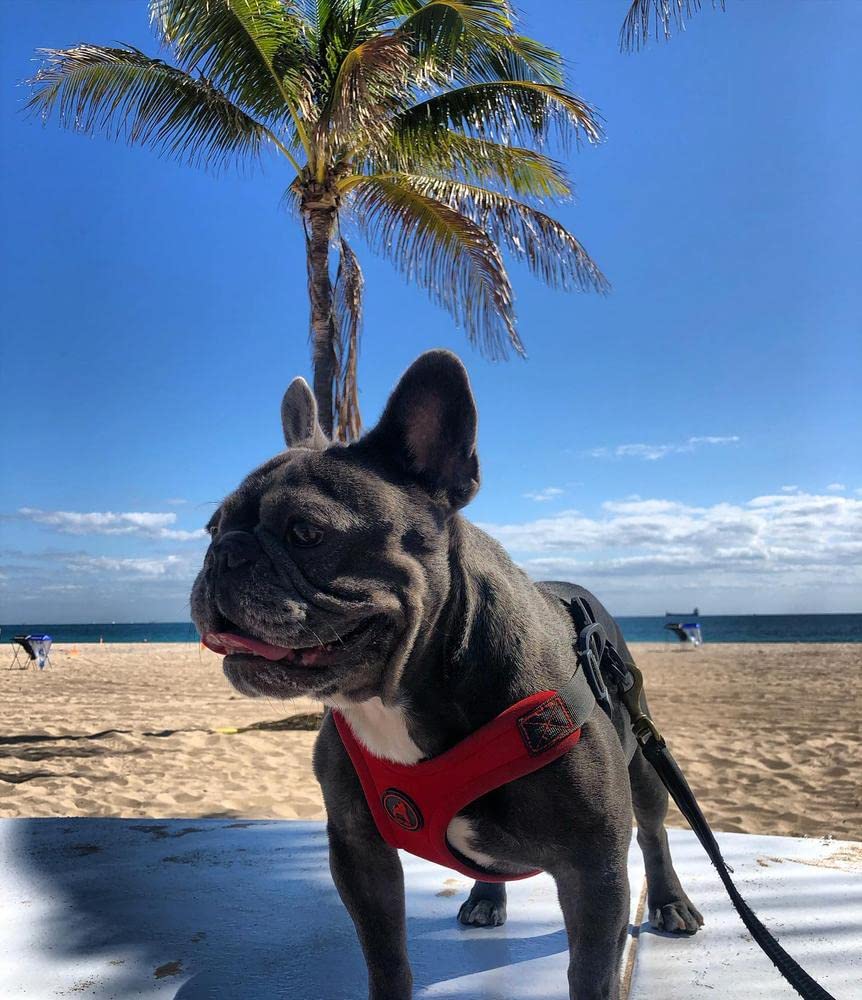 Gooby Escape Free Sport Harness - Red, Small - No Choke Step-in Patented Neoprene Small Dog Harness with Four-Point Adjustment -