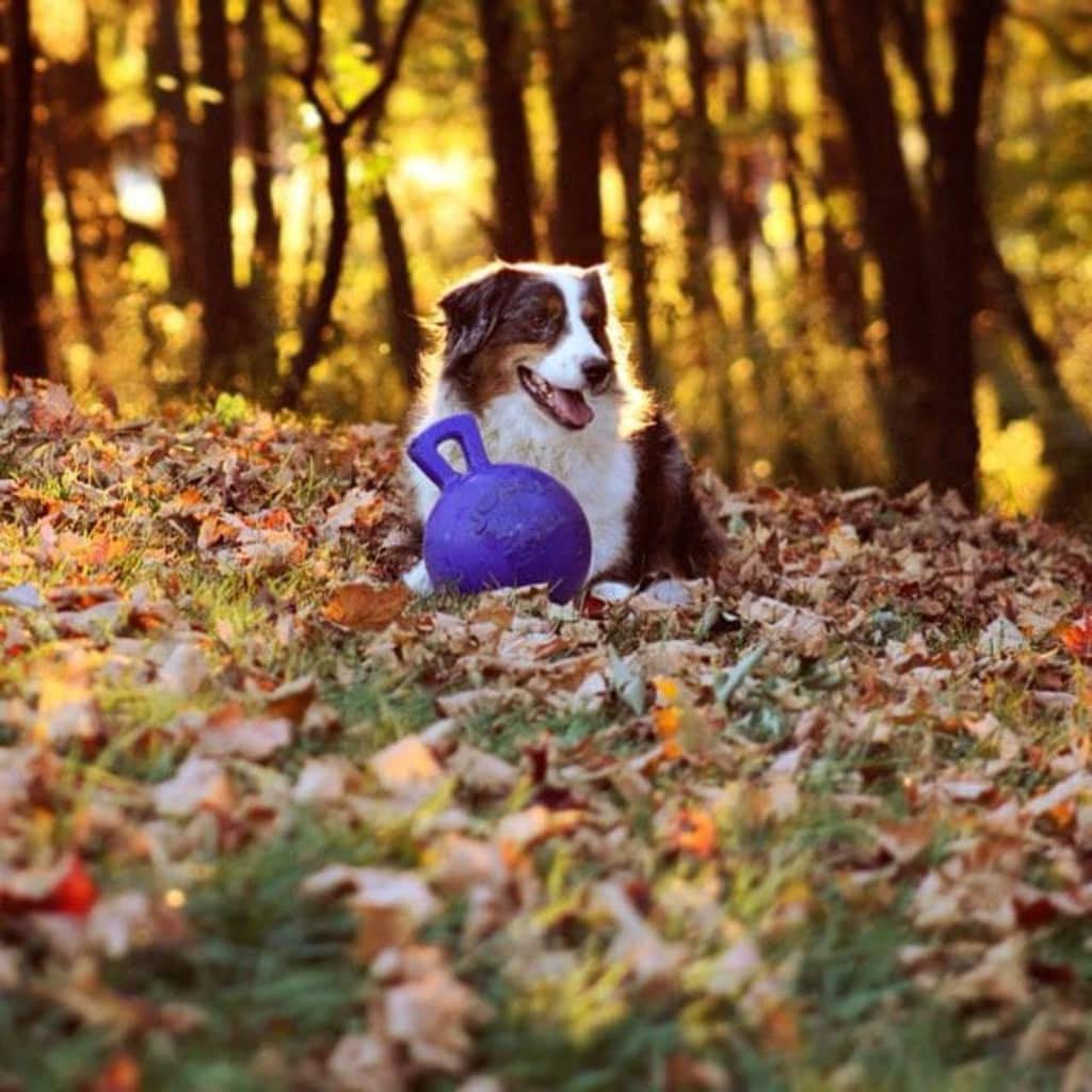 Jolly Pets Dog 10-Inch Tug-N-Toss, Blue