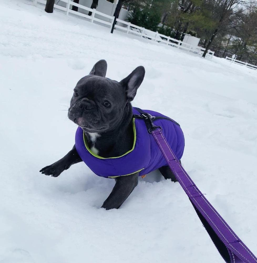 Gooby Padded Vest Dog Jacket - Solid Purple, Small - Warm Zip Up Dog Vest Fleece Jacket With Dual D Ring Leash - Water Resistant Small Dog Sweater - Dog Clothes For Small Dogs Boy And Medium Dogs