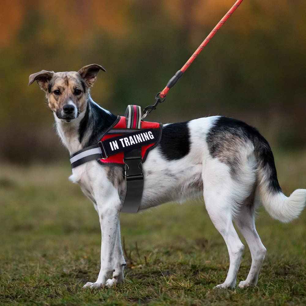 Service Dog Vest Harness And Leash Set, Animire In Training Dog Harness With 8 Dog Patches, Reflective Dog Leash With Soft Padded Handle For Small, Medium, Large, And Extra-Large Dogs (Red,M)