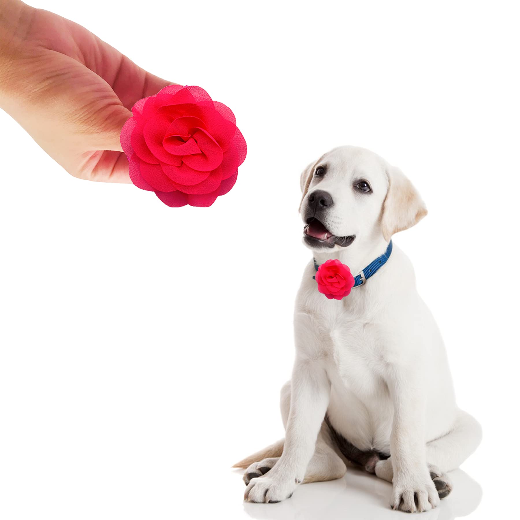 Pet Show 12Pcs Rose Pink Dog Collar Bows And Flowers Attachment For Girls Puppies Cats Female Small Medium Dogs Collars Embellishment Decor For Wedding Birthday Parties Grooming Pet Collar Accessories