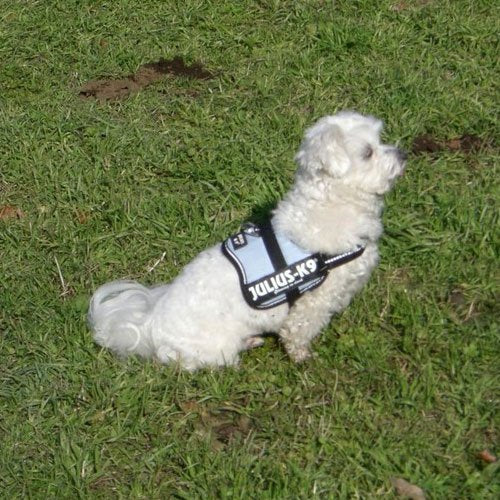K9 Powerharness, Size: Baby 1, Kiwi