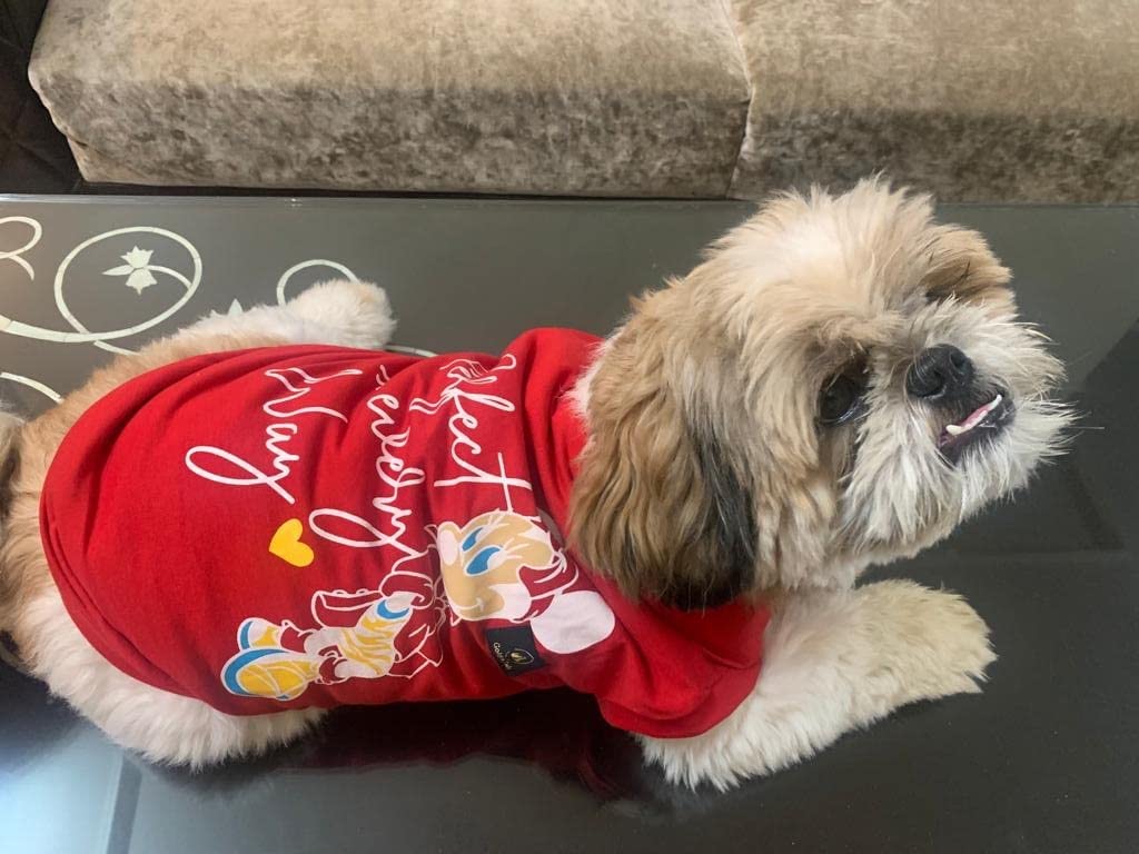 Golden Tails Printed Red T-Shirt For Dogs And Cats Pets Tshirt (Large 18)