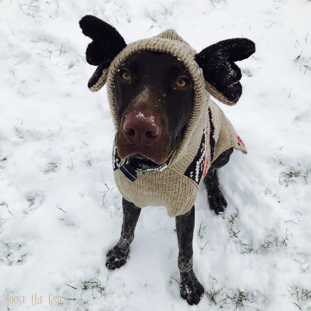 Chilly Dog Moosey Hoodie (Large)