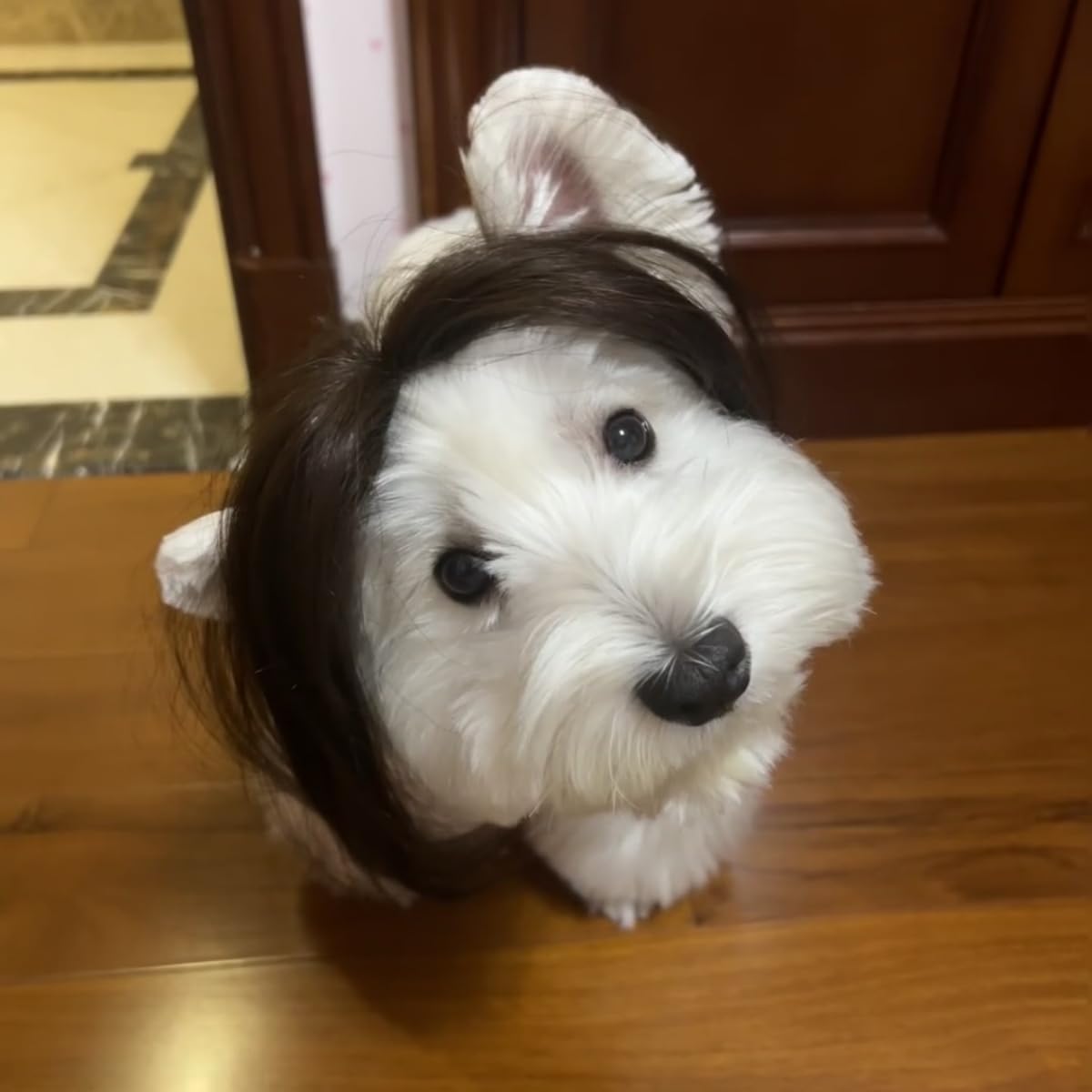 Spa Day Dog Costume Cosplay Wig, Curly Hair Pet Cat Wigs For Halloween Parties Dog Hats Wigs For Small Medium And Large Dogs Adjustable(Pet Head Circumference 8-27 Inches)