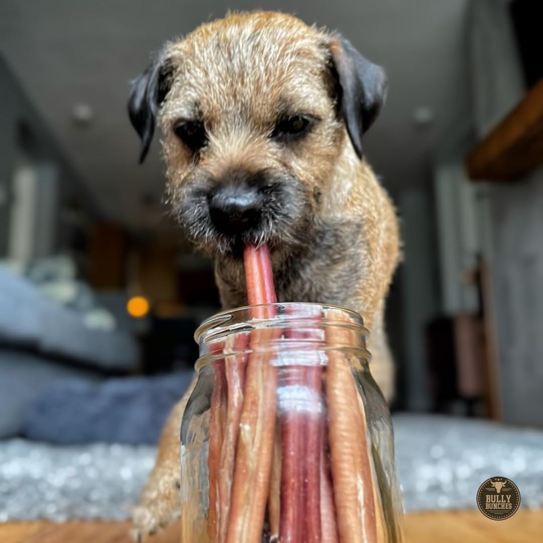 Bully Bunches Premium 6 Inch Thick Odor-Free Bully Sticks for Small & Medium Dogs - Long Lasting Chews for Oral Care- All Natura