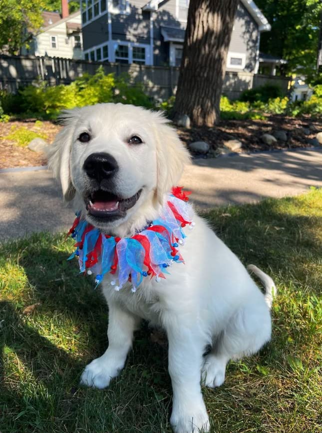 Midlee 4Th Of July Decorative Bell Collar (Medium)