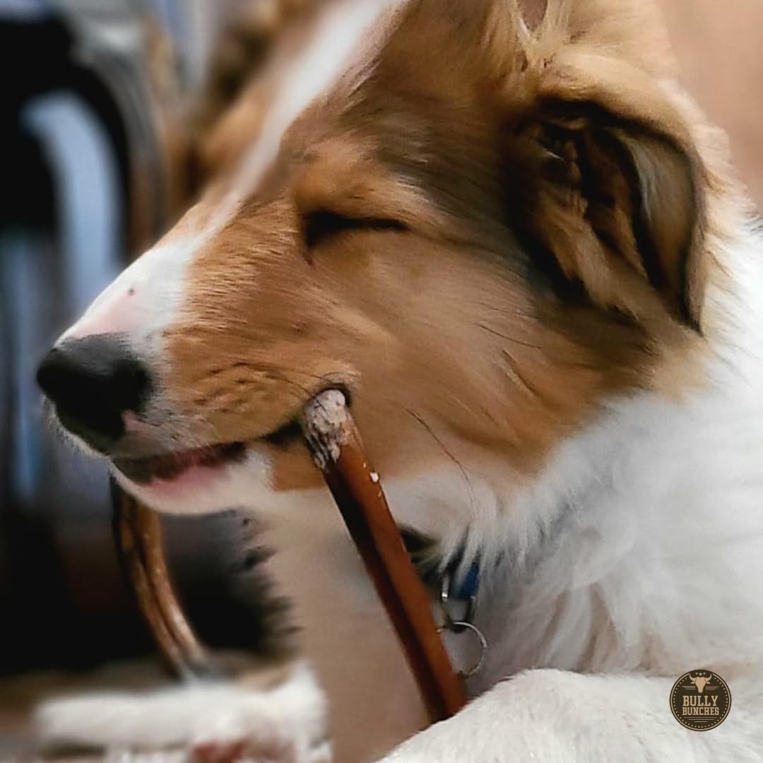 Bully Bunches Premium 6 Inch Standard Odor-Free Bully Sticks for Small to Medium Dogs & Puppies - Long Lasting Chews for Oral Ca