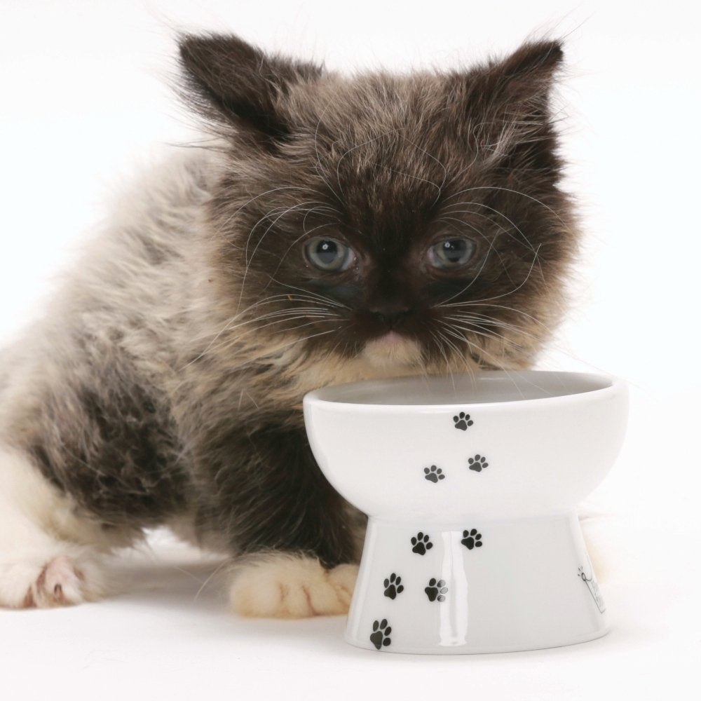 Necoichi Raised Stress Free Cat Food Bowl, Elevated, Backflow Prevention, Dishwasher and Microwave Safe, No.1 Seller in Japan! (