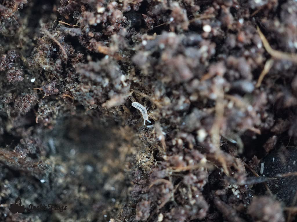 Joshs Frogs Temperate Springtail (Collembola) 8 oz Culture