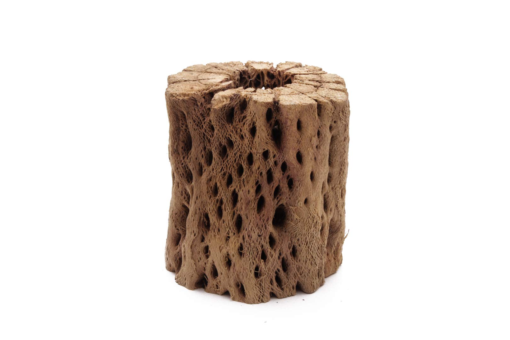 3, 6, 9, 12 Inch All Natural Teddy Bear Cholla Wood Extra Hollow Untreated Organic Aquarium Driftwood Decoration Chew Toy Shrimp