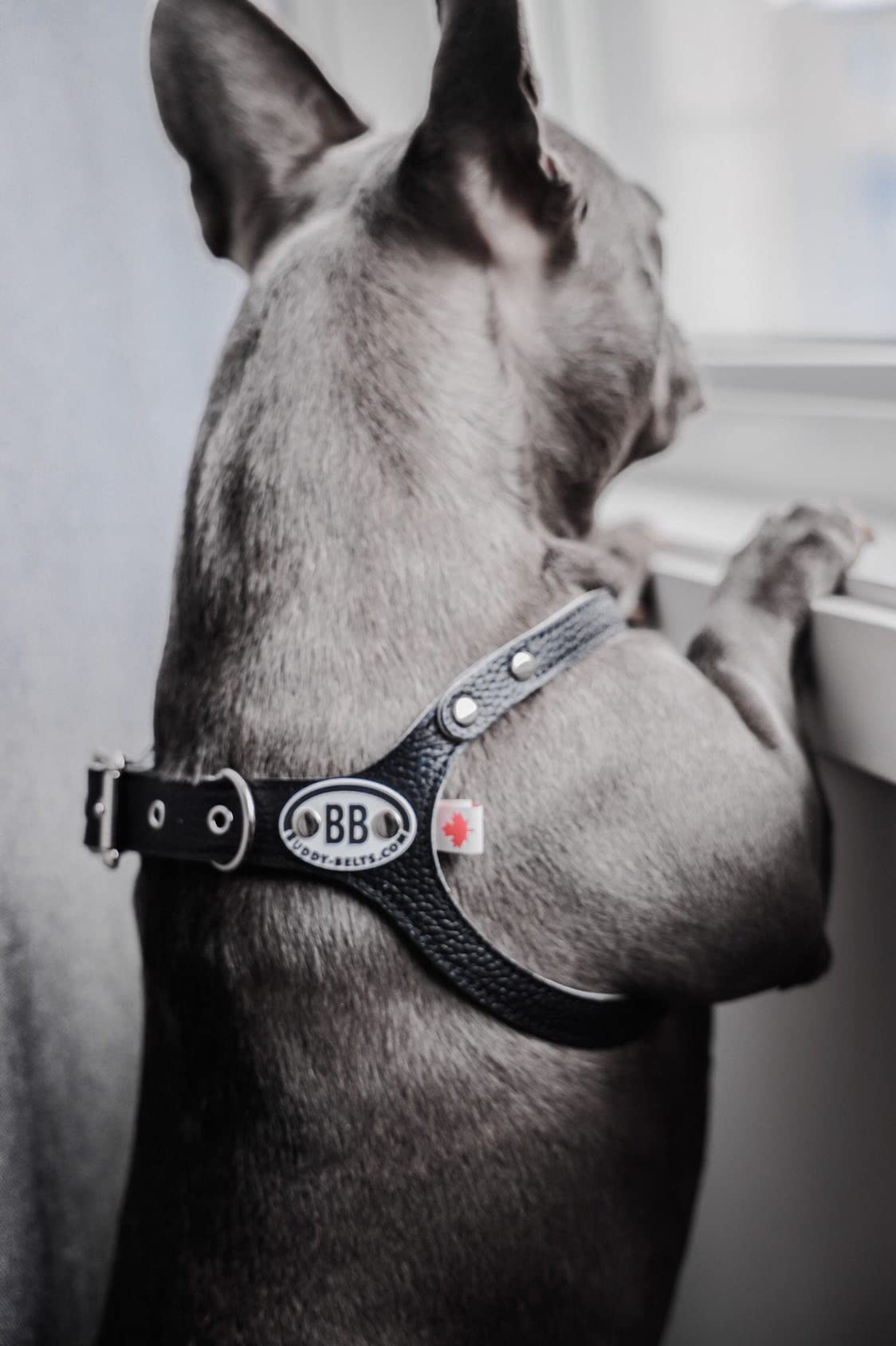 BUDDY BELT Premium Leather Harness - Pebble Grain Black, Size 2