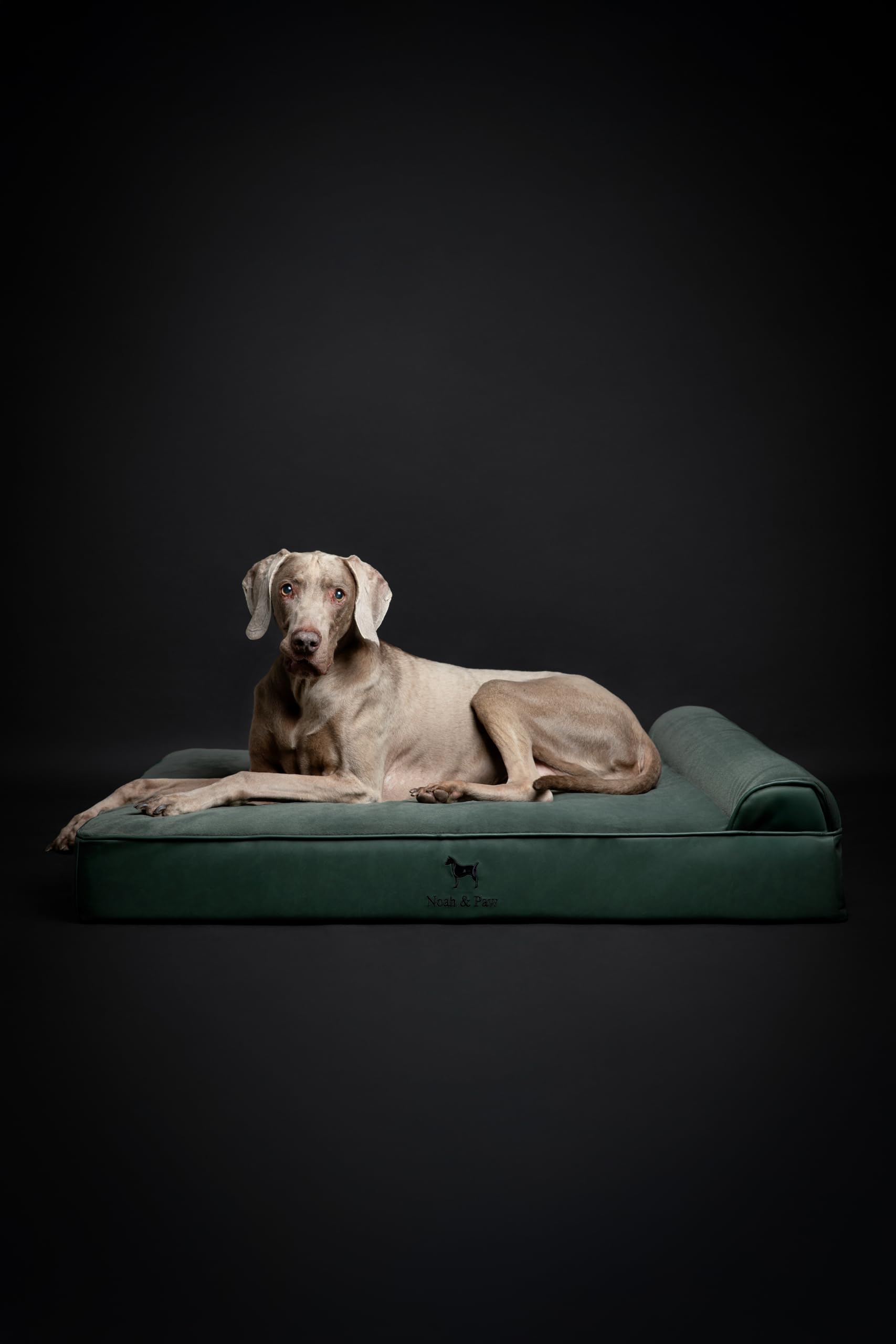 NOAH & PAW XL Dog Bed, 45x35x11 Inch, Orthopedic Large Dog Beds, Eggshell Memory Foam Infused with Cooling Gel, Waterproof, Mach