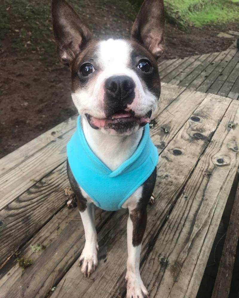 Gooby - Fleece Vest, Small Dog Pullover Fleece Jacket With Leash Ring, Turquoise, Large