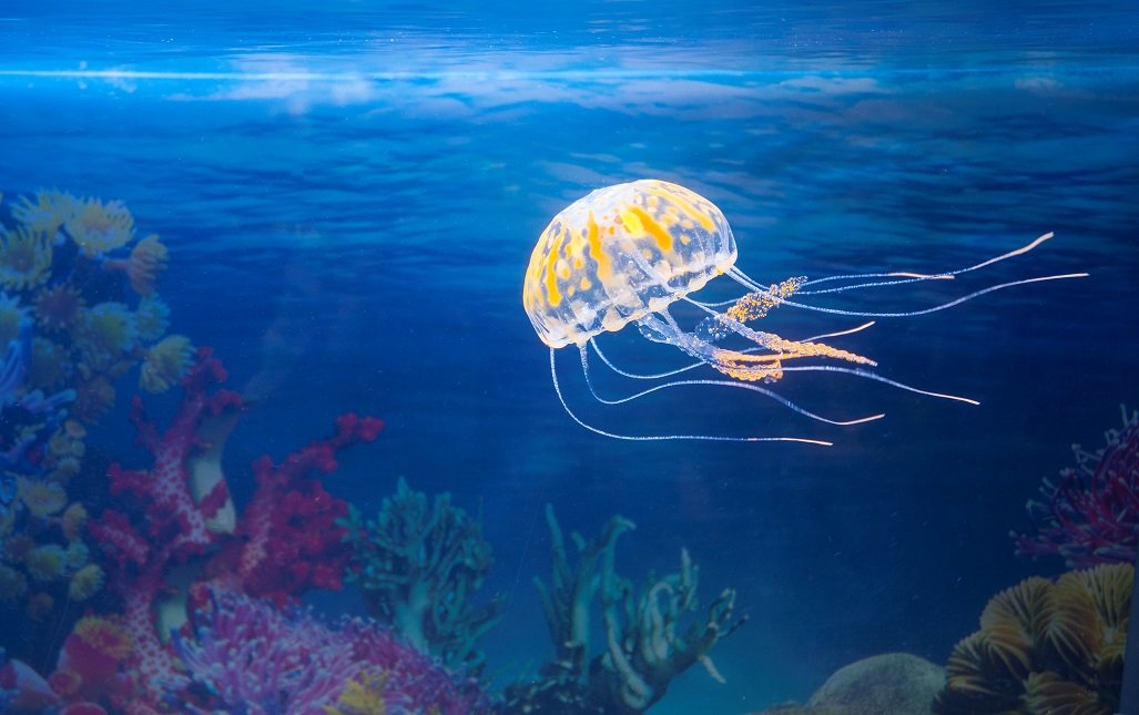 Aquatop Atpfloating Jellyfish Decor Large 4 - Blue Ornmt Jellyfish Bl Lg 4In