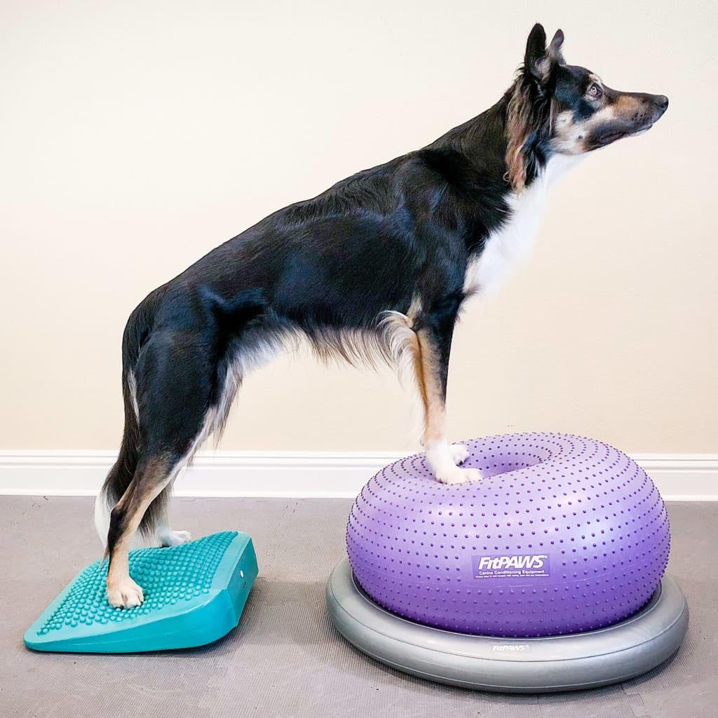 Fitpaws?Balance Ramp, Aqua | Dog Exercise Equipment | Workout Tool For Strength, Core, Stability & Rehabilitation