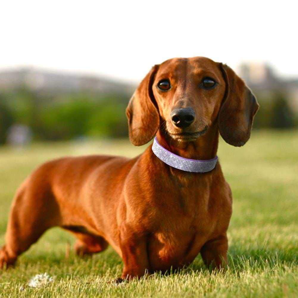 Haoyueer Rhinestone Dog Collar, Cute Dazzling Sparkling Soft Suede Leather Dog Cat Rhinestone Collar Crystal Diamond Pet Dog Pup