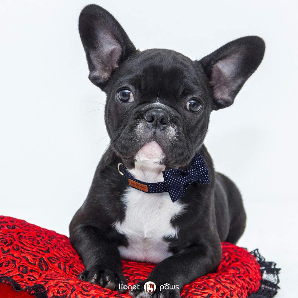 Lionet Paws Boy Dog Collar With Bowtie, Comfortable Adjustable Cute Navy Blue Bow Tie Collar For Male Dogs Gift, Small, Neck 10-