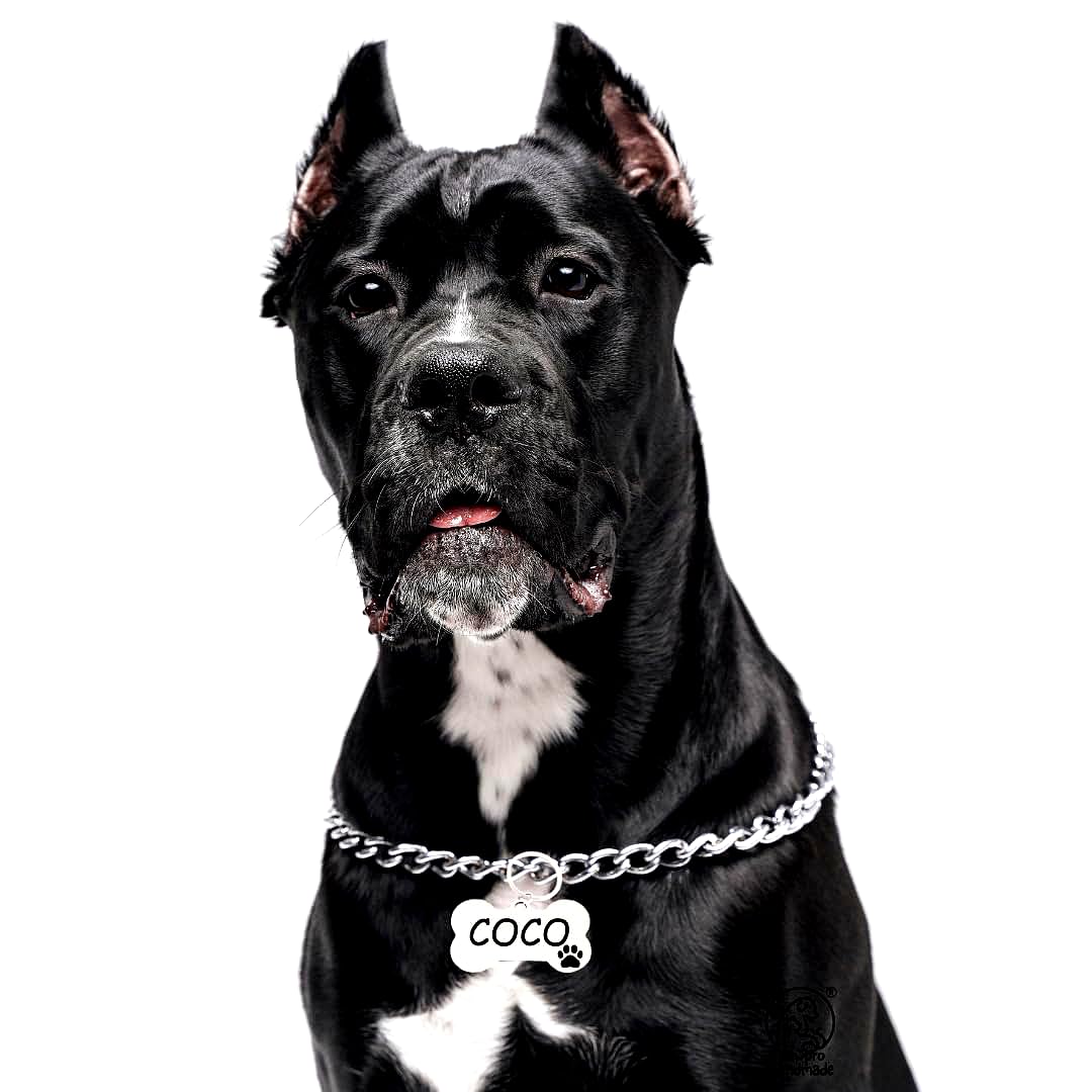 Pawpro Handmade Diamond Cut Silver Dog Choke Chain Training Dog Collar For Cats, Puppies And Dogs With Customized Bone Shape Pet