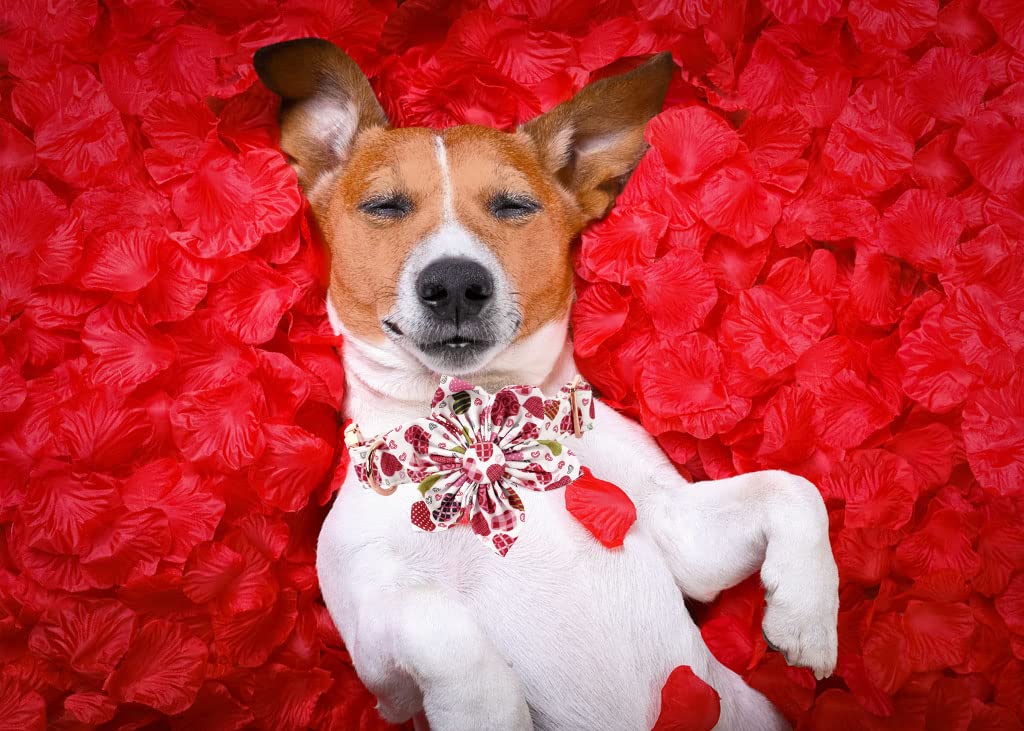 Lionheart Glory Heart Dog Collar - Valentine'S Day Collar With Cute Floral Pattern For X-Large Dogs