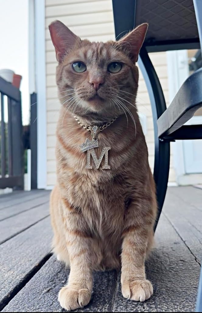 Initial Letter Cuban Chain Dog Chain Pet Chain Pet, Cat, Puppy Necklace (M, 10'')