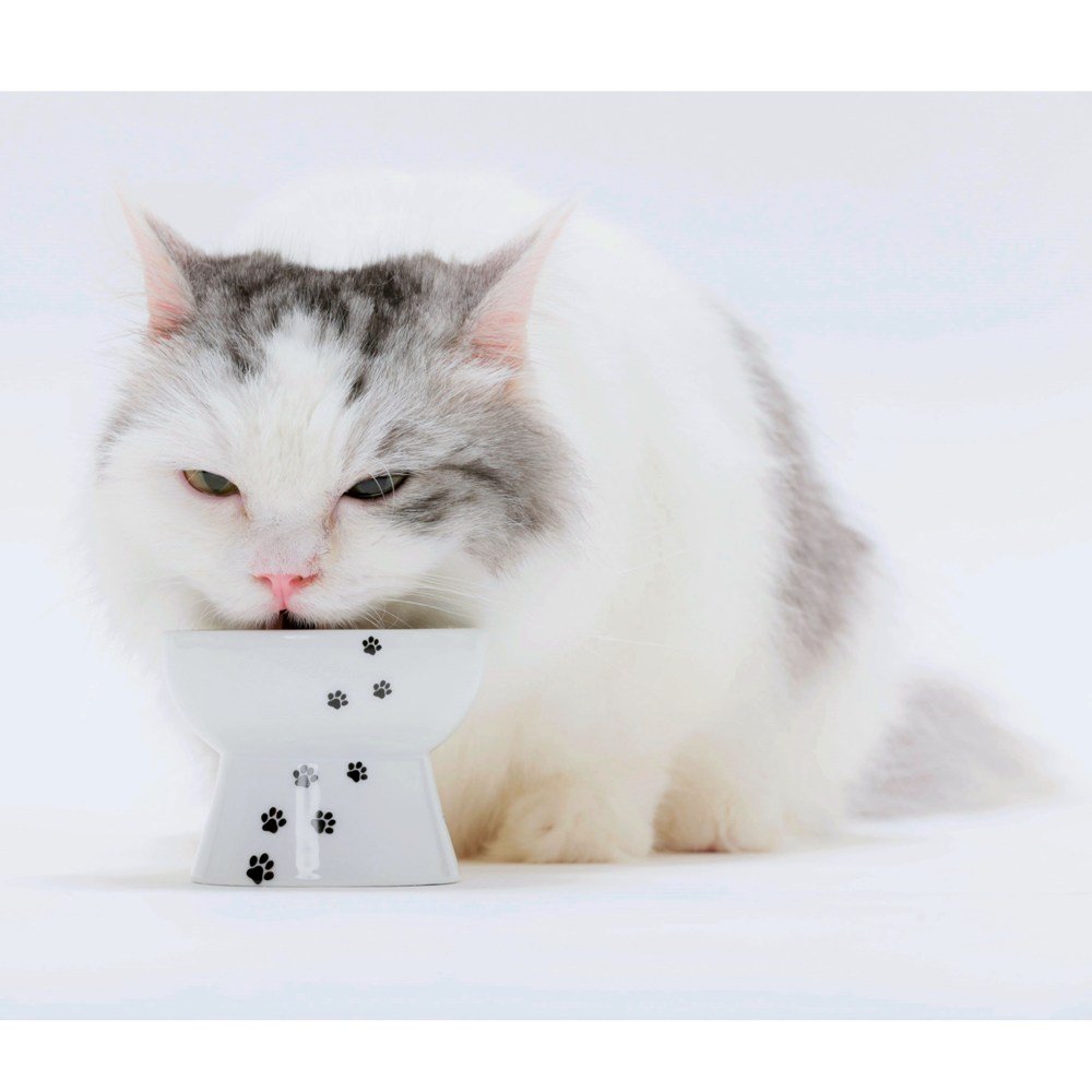 Necoichi Raised Stress Free Cat Food Bowl, Elevated, Backflow Prevention, Dishwasher and Microwave Safe, No.1 Seller in Japan! (