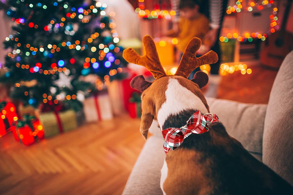 Lionet Paws Christmas Dog Collar With Bowtie, Dog Bowtie Collar With Metal Buckle For Dogs And Cats, Adjustable Comfortable Dog