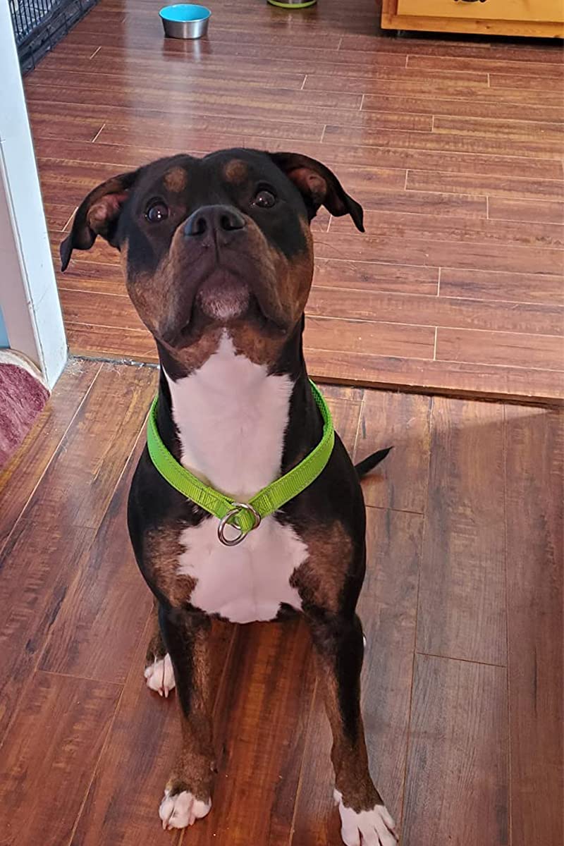 Mycicy Reflective Dog Choke Collar, Soft Nylon Training Slip Collar For Dogs (5/8' W X 15.5' L, Turquoise)