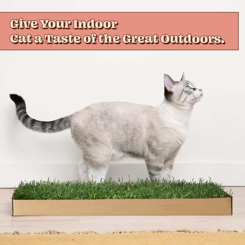Cat Real Grass Window Bed Perch, Real Grass Cat Window Lounge Bed, Indoor Real Grass Window Bed Perch For Cat, Window Perch For Small And Large Cat, Cat Window Seat Bed For Windowsill And Bedside