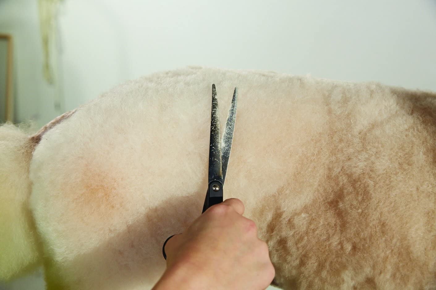 Andis Premium 6.25 Straight Shear - Left Handed Professional Dog and Cat Grooming