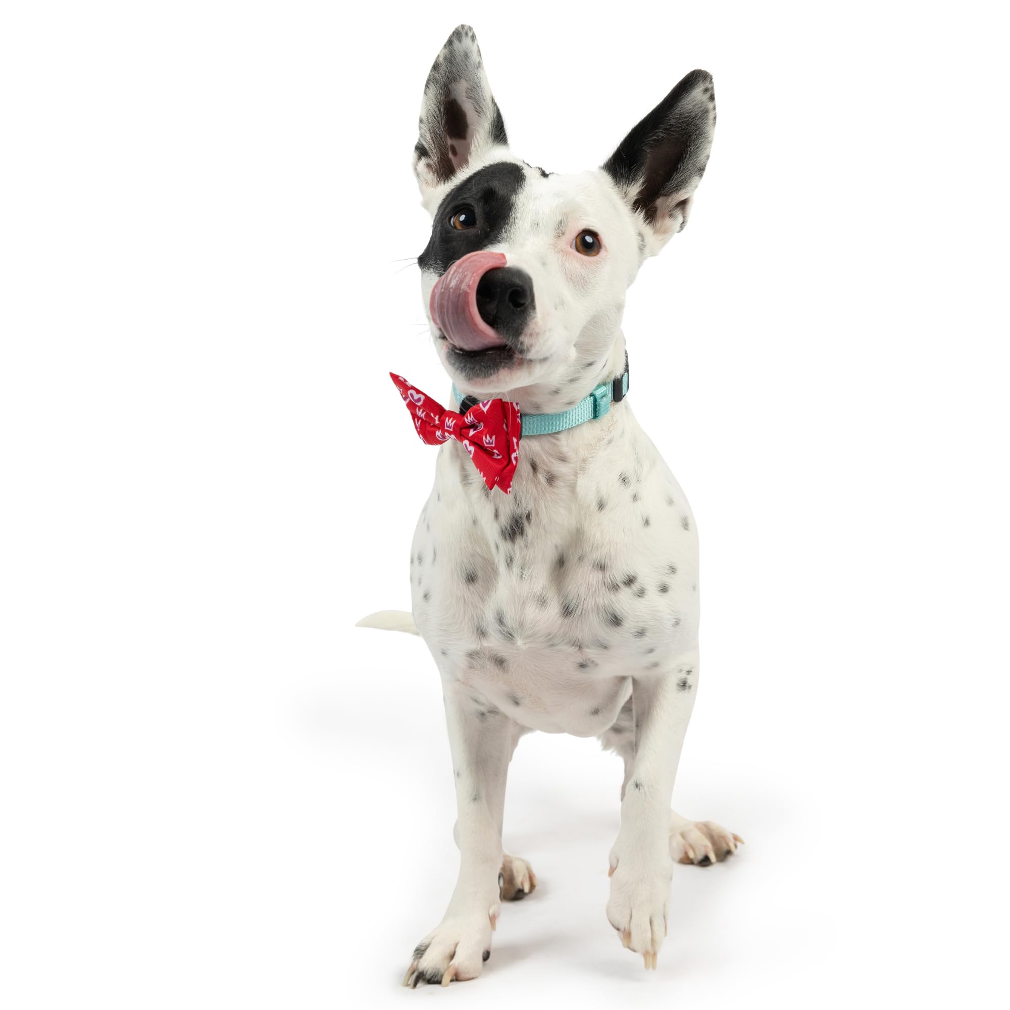 Huxley & Kent Bow Tie For Pets - King & Queen Of Hearts (Small) - Valentine'S Day Bow Tie Collar Attachment - Fun Bow Ties For D