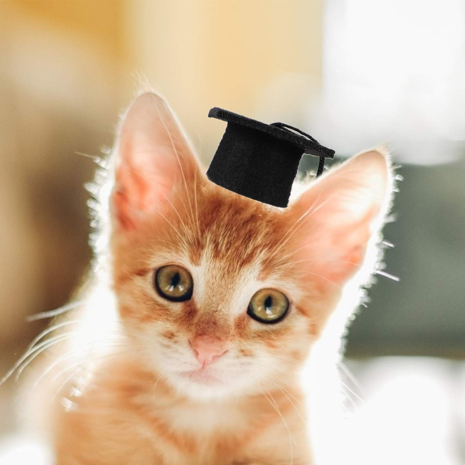 KESYOO 4Pcs Dog Graduation Cap Mini Graduation Cap for Crafts Small Graduation Caps for Decoration Pet Graduation Caps for Holid