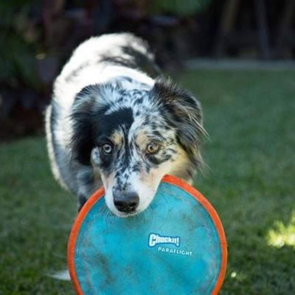 Chuckit Paraflight Large (Pack Of 2)